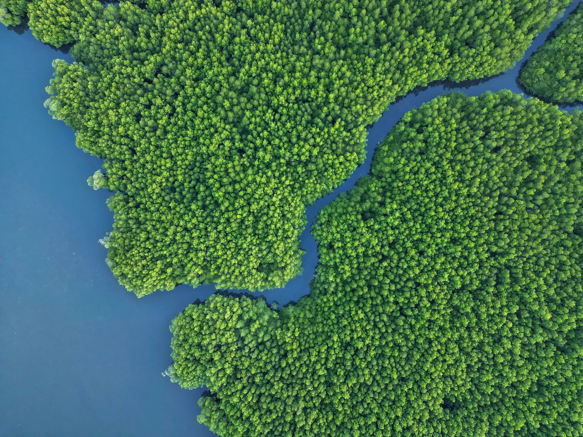 Minimal coastal architecture — low-impact development on a tropical shoreline